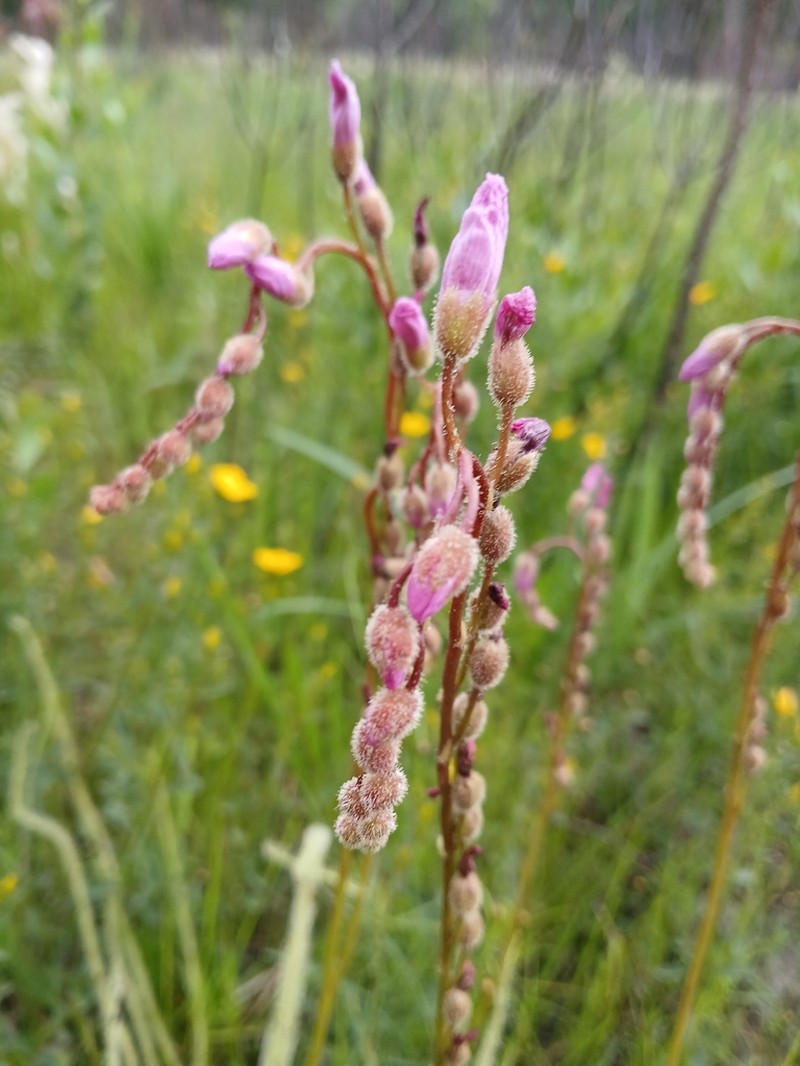Tracy's Sundew photo 6