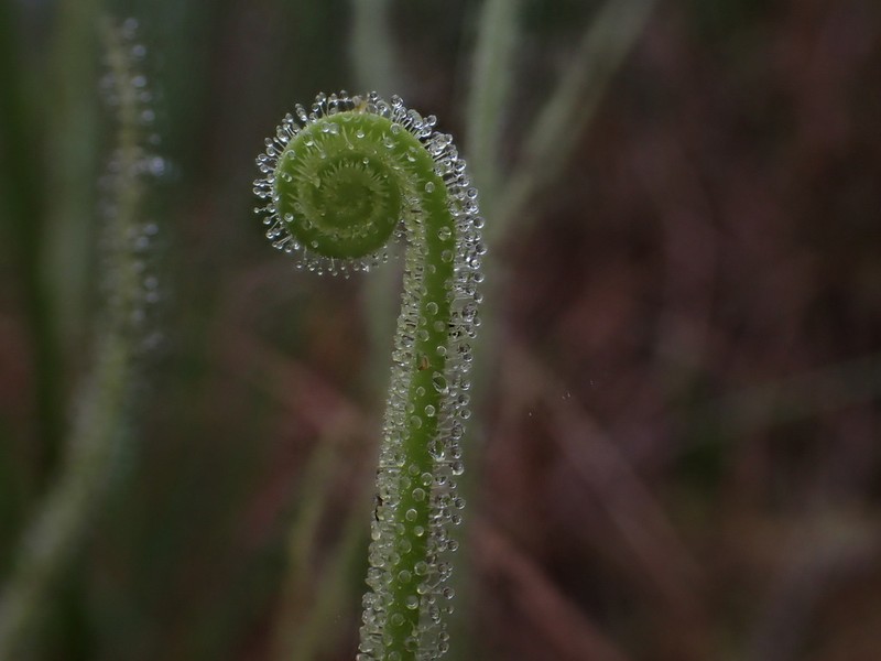 Tracy's Sundew photo 7