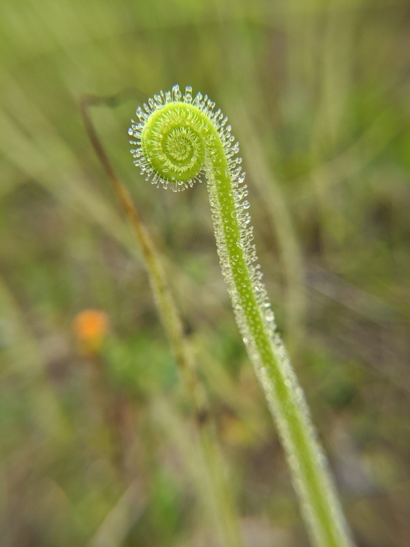 Tracy's Sundew photo 8