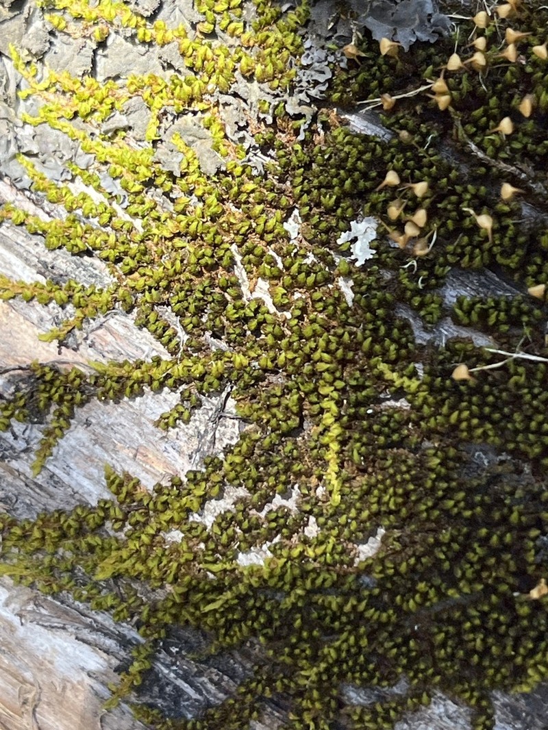 Drummond Moss