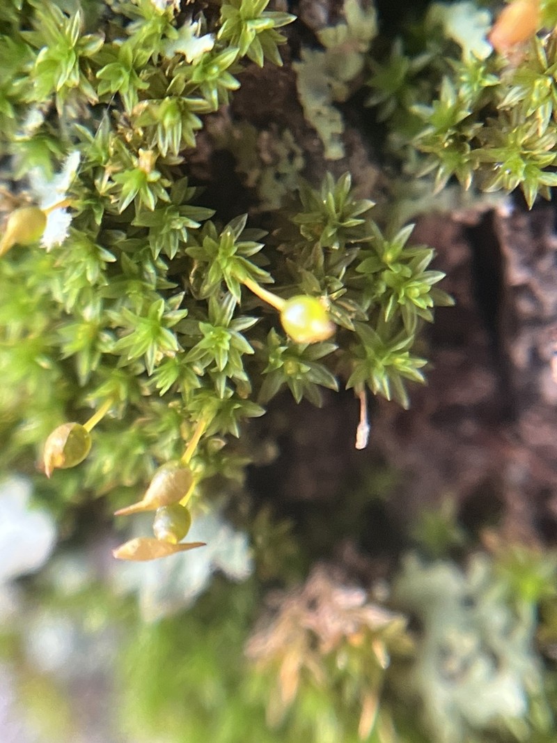 Drummond Moss photo 2