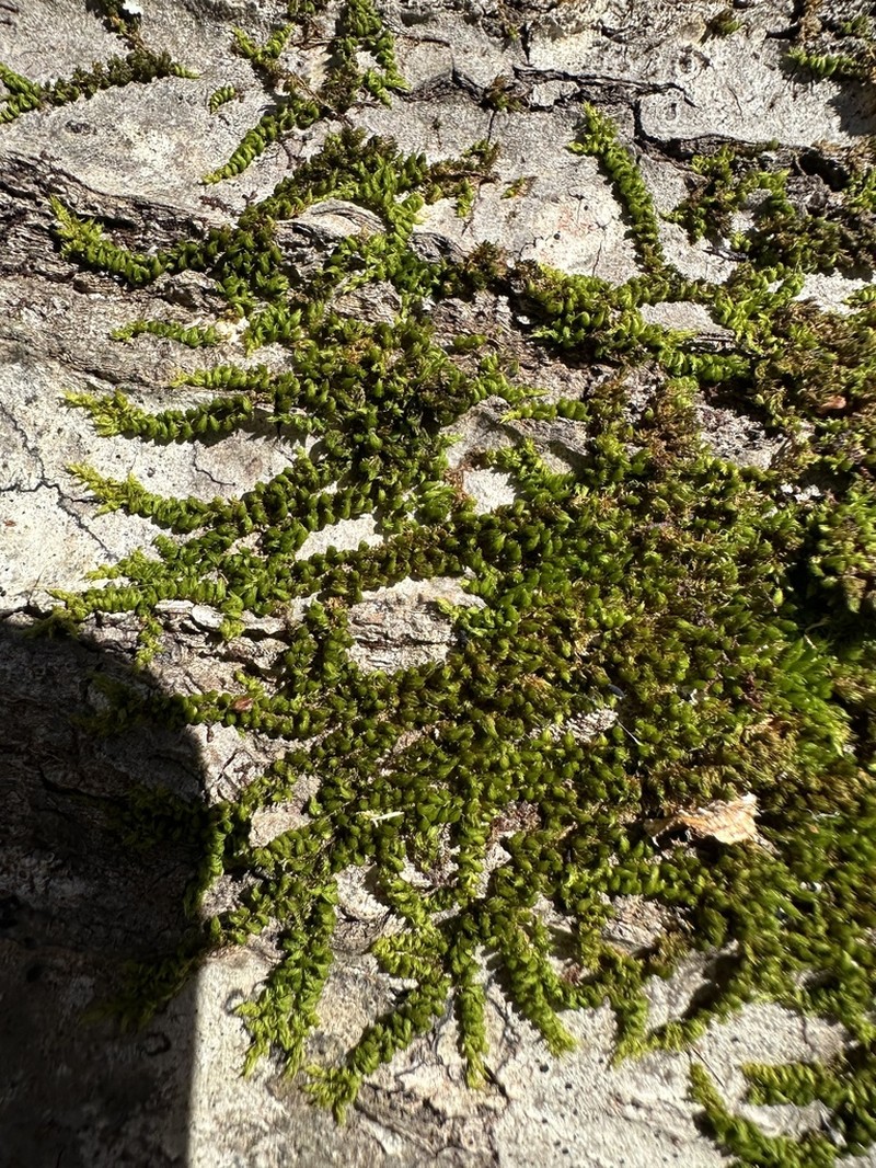Drummond Moss photo 3