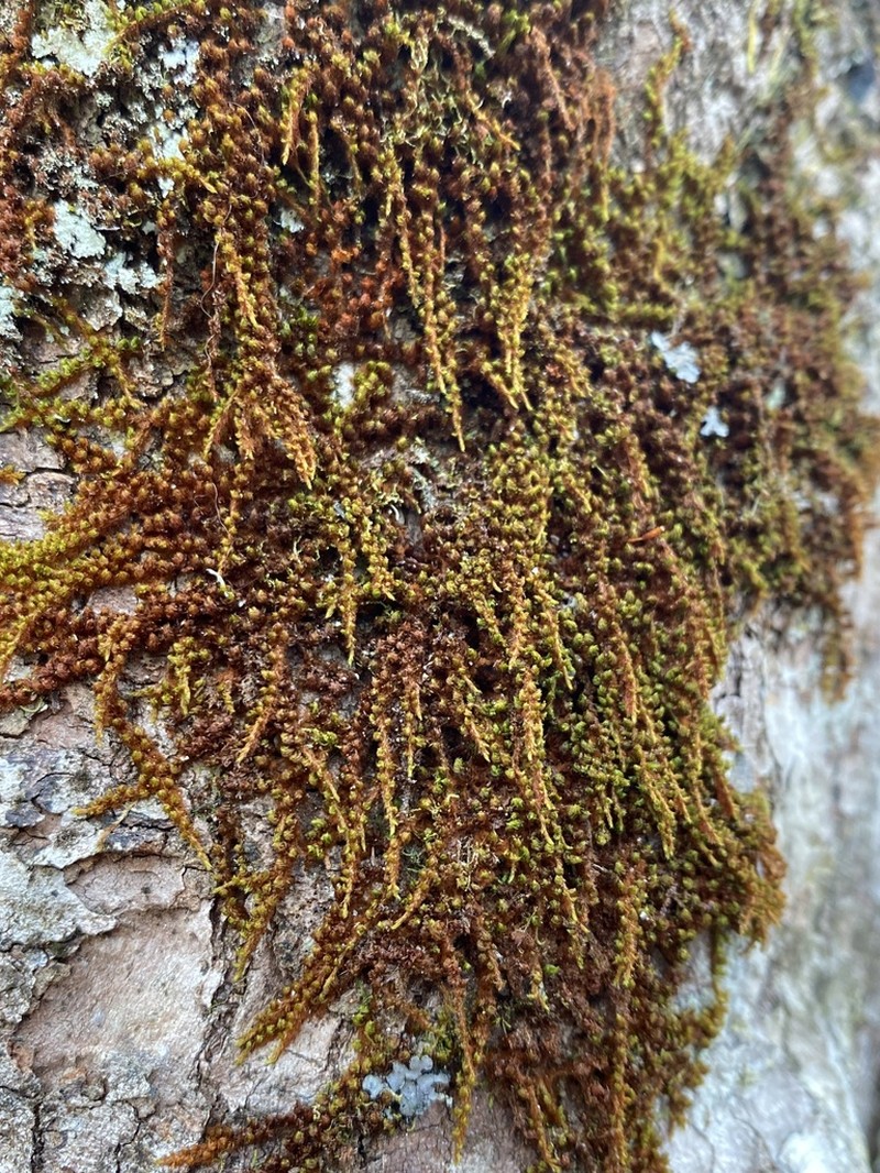 Drummond Moss photo 4