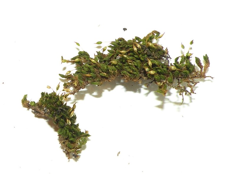 Drummond Moss photo 5