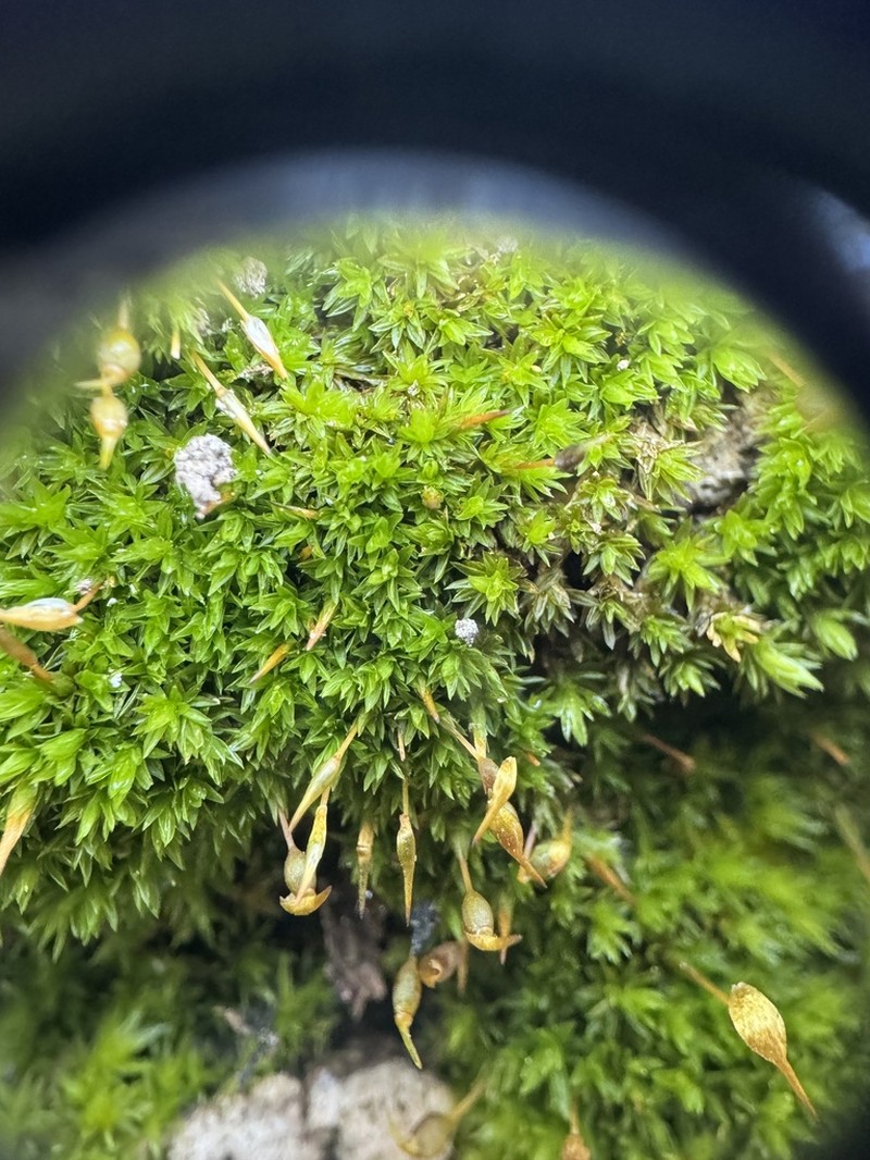 Drummond Moss photo 6