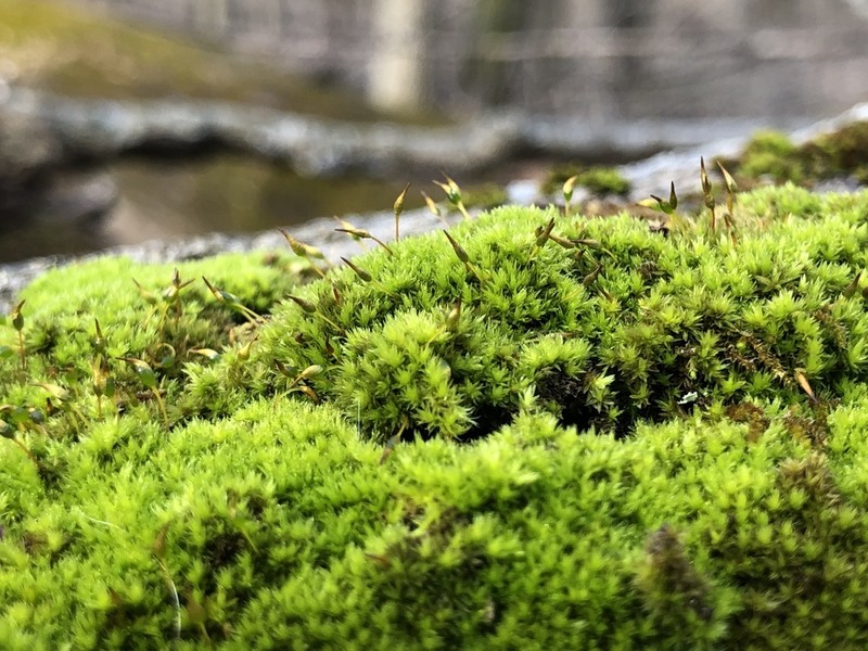 Drummond Moss photo 8