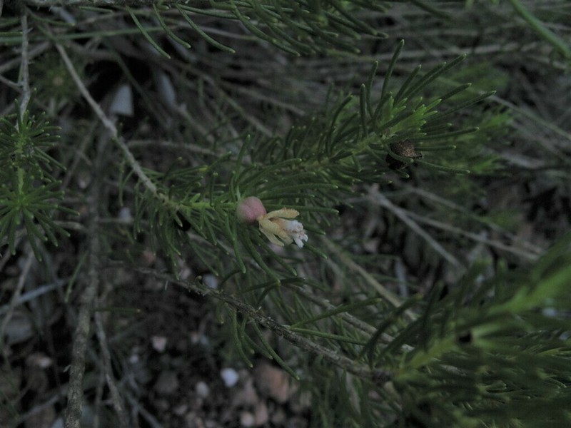 Drummondita borealis