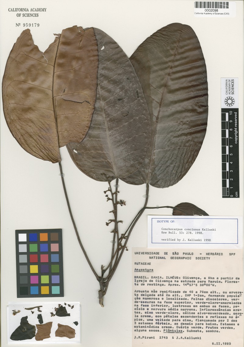 Dryades concinna