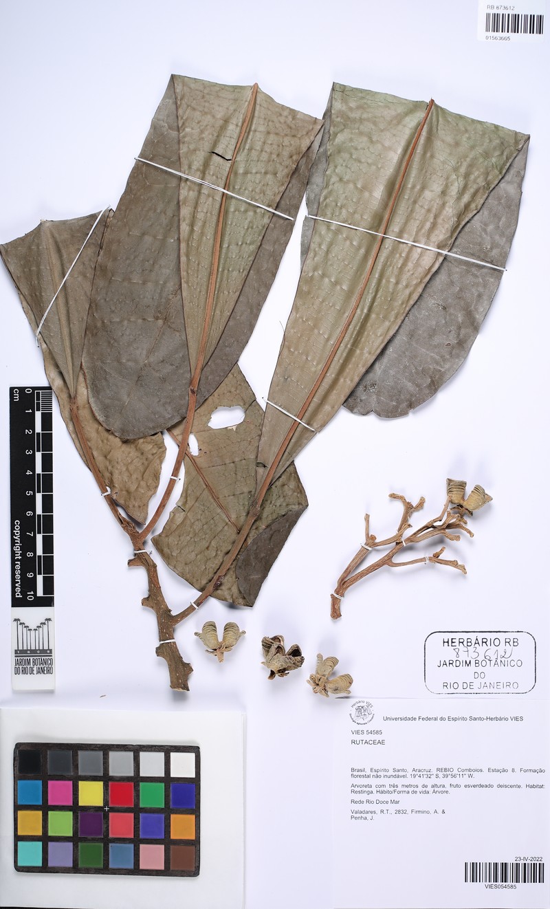 Dryades cyrtantha