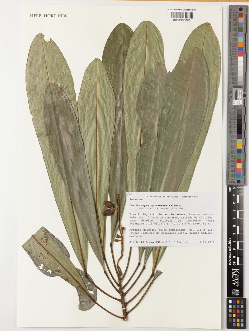 Dryades cyrtantha photo 2