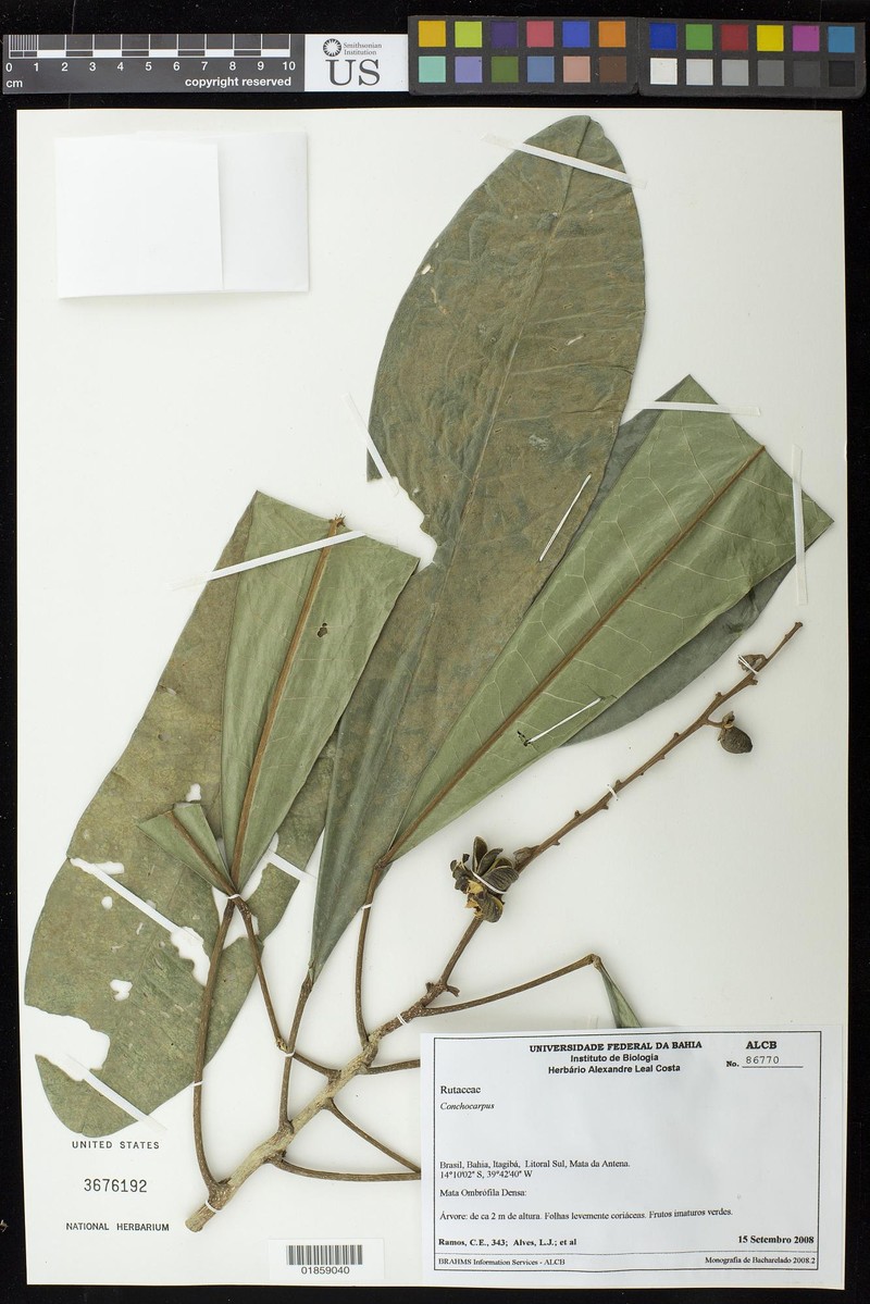 Dryades cyrtantha photo 3