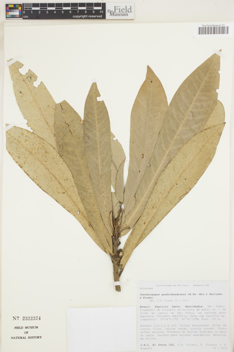 Dryades gaudichaudiana subsp. gaudichaudiana