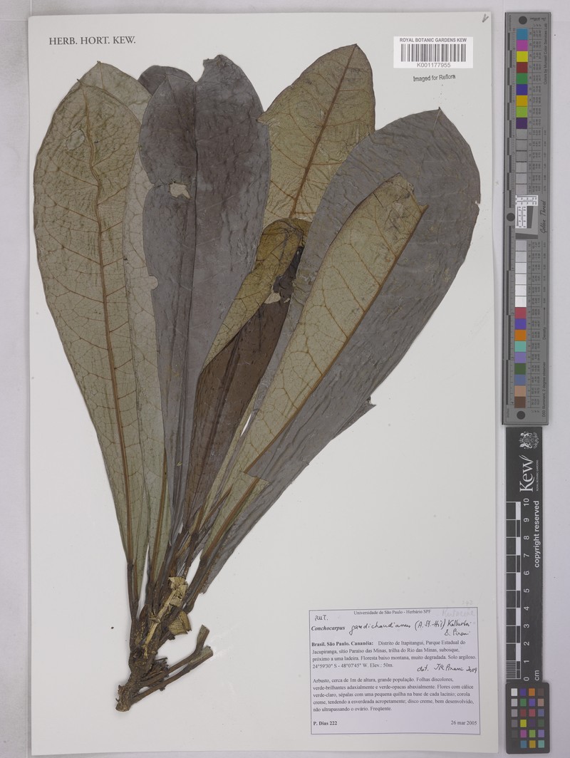 Dryades gaudichaudiana subsp. gaudichaudiana photo 3