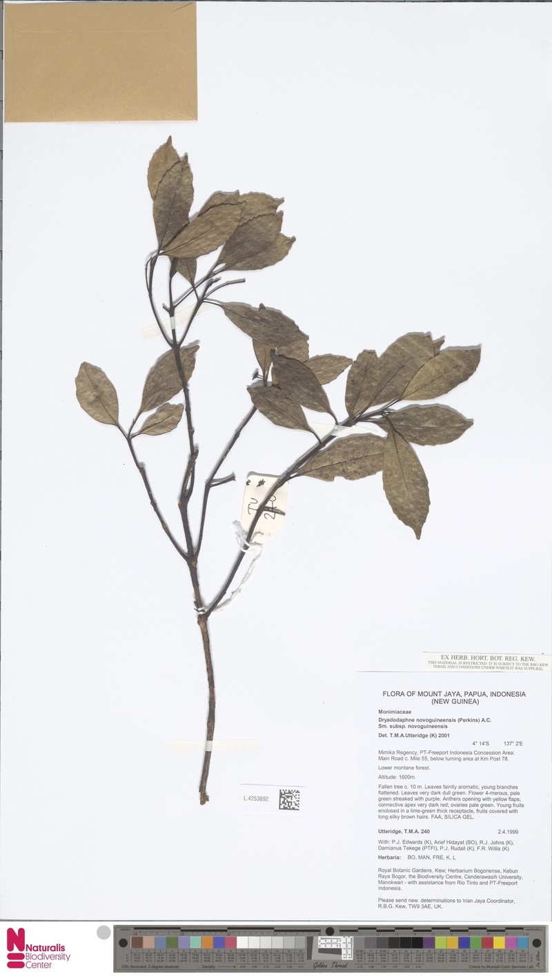 Dryadodaphne novoguineensis subsp. novoguineensis