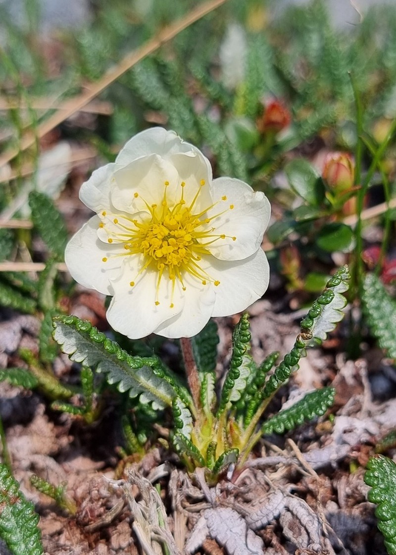 Dryas ajanensis