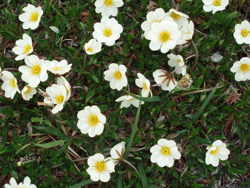 Dryas ajanensis photo 3