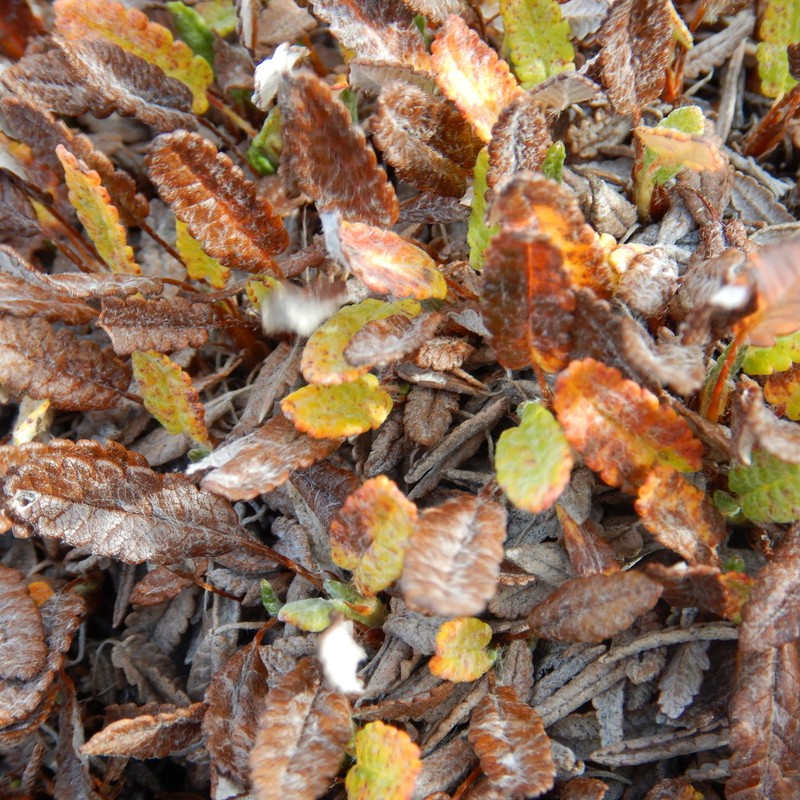 Dryas ajanensis photo 4