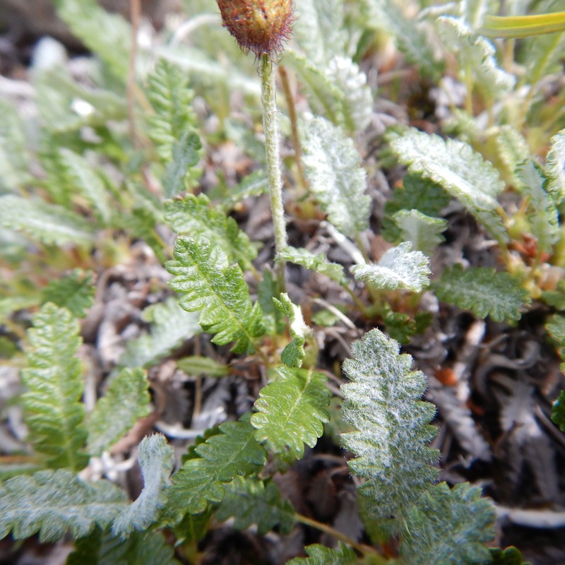 Dryas ajanensis photo 5