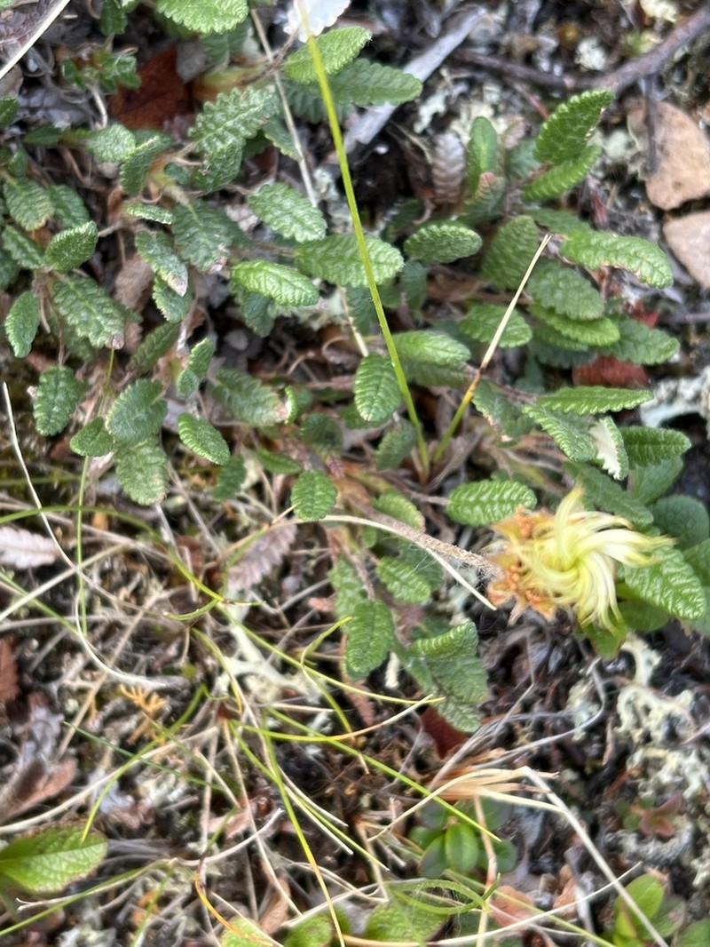 Dryas ajanensis photo 6
