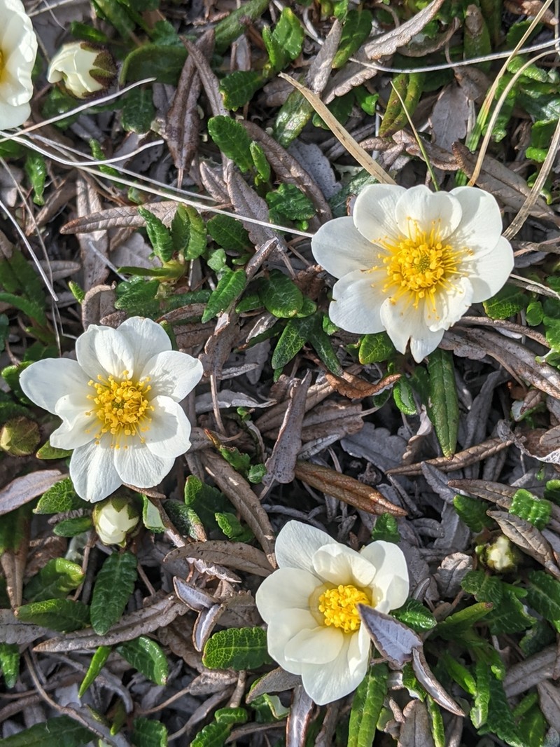 Dryas ajanensis photo 7