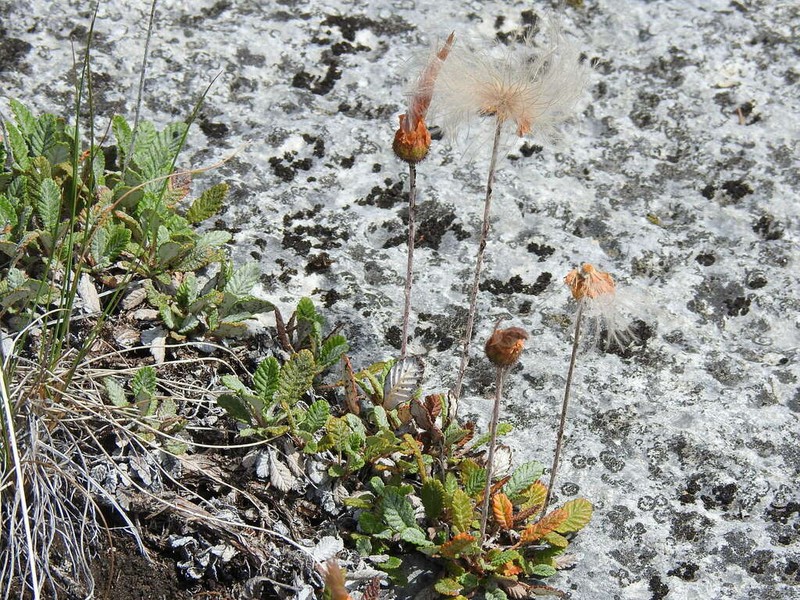 Dryas ajanensis photo 8