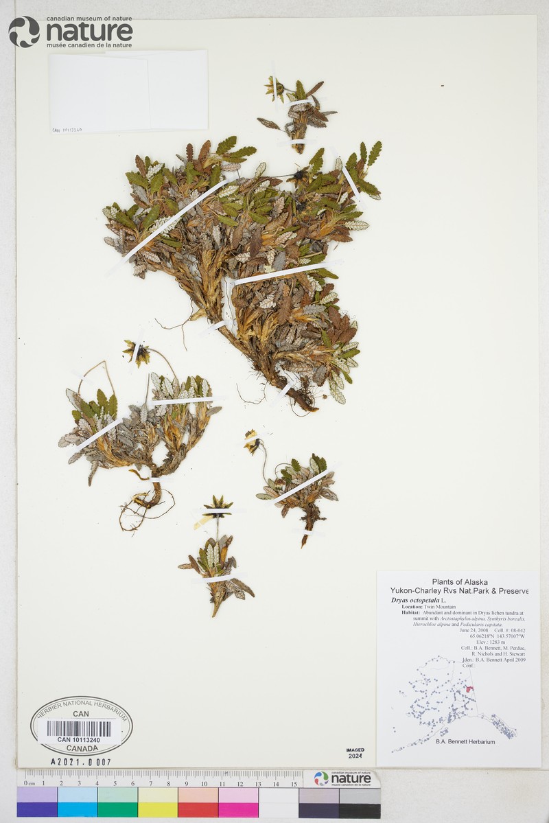 Dryas ajanensis subsp. beringensis photo 2