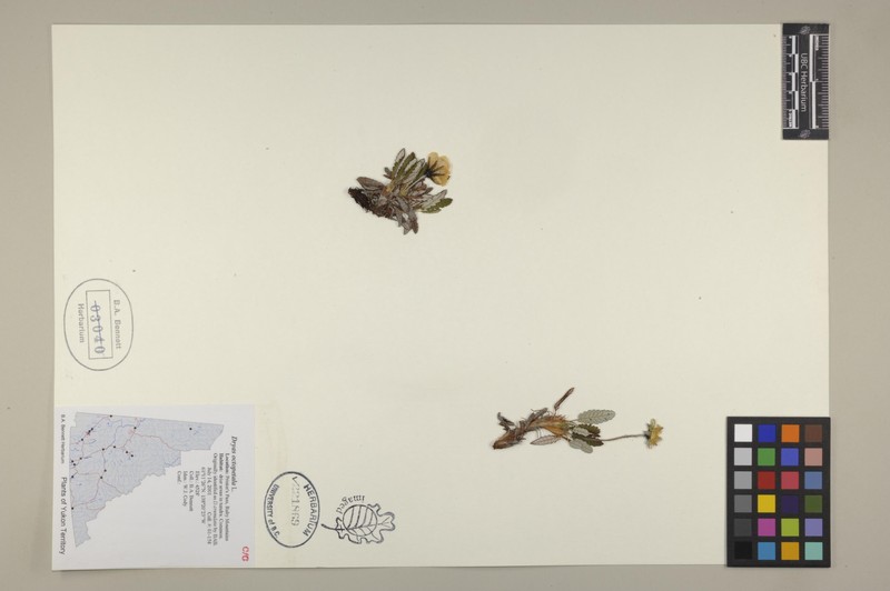 Dryas ajanensis subsp. beringensis photo 3