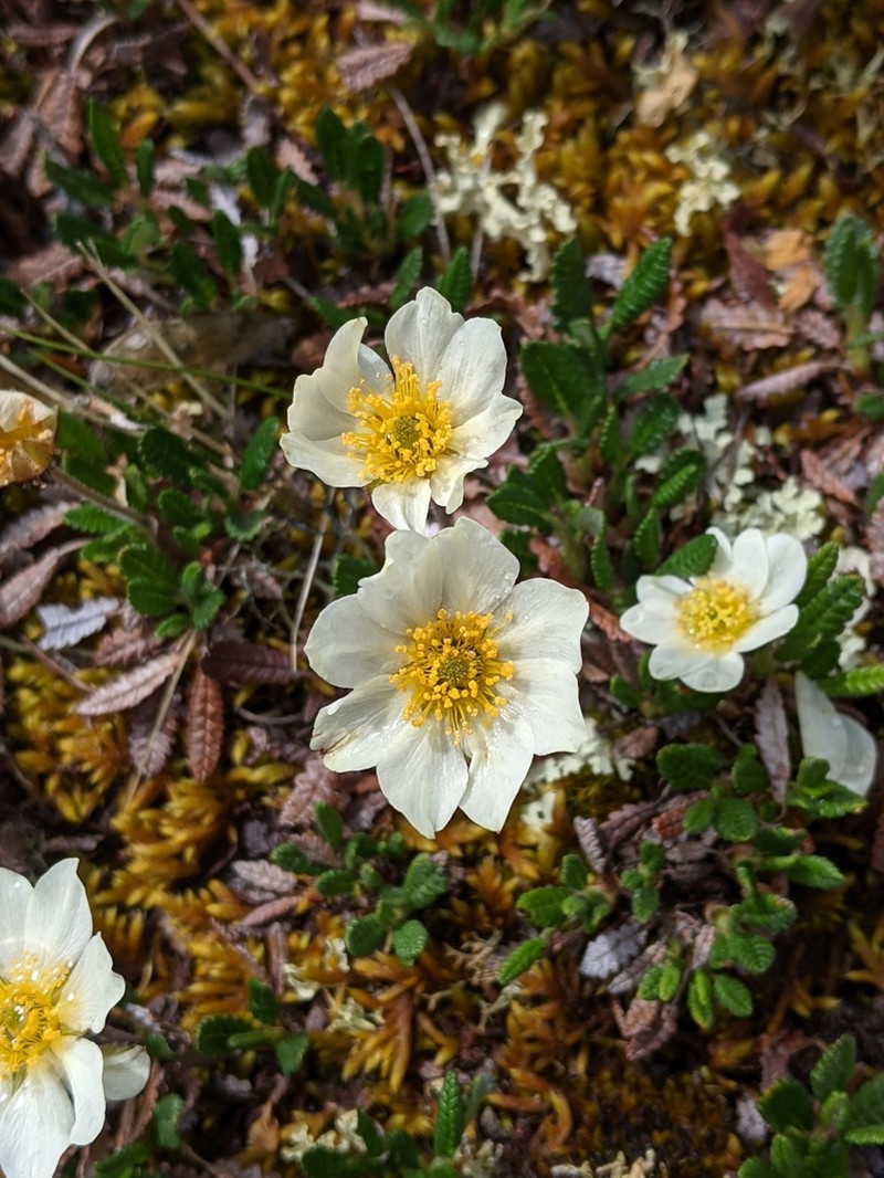 Dryas alaskensis
