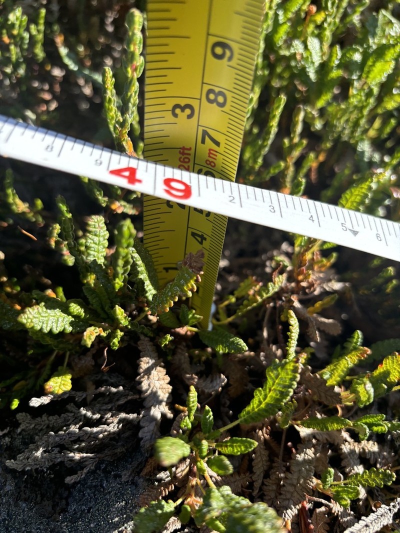 Dryas alaskensis photo 2