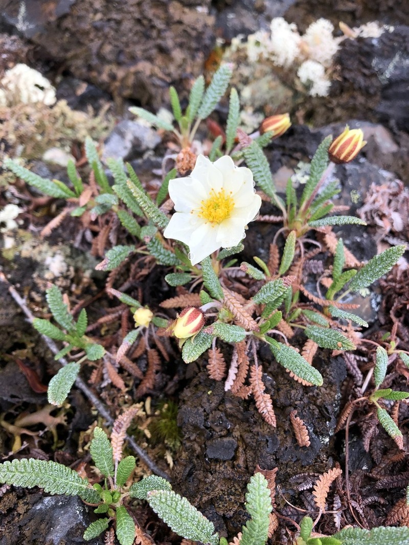Dryas alaskensis photo 3