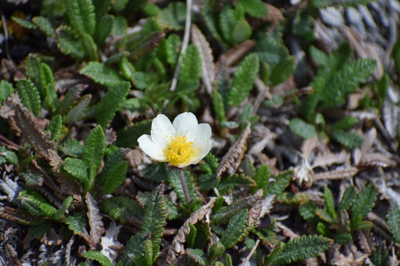 Dryas alaskensis photo 4