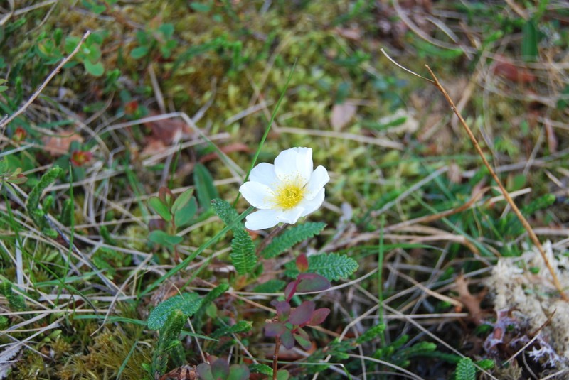 Dryas alaskensis photo 5