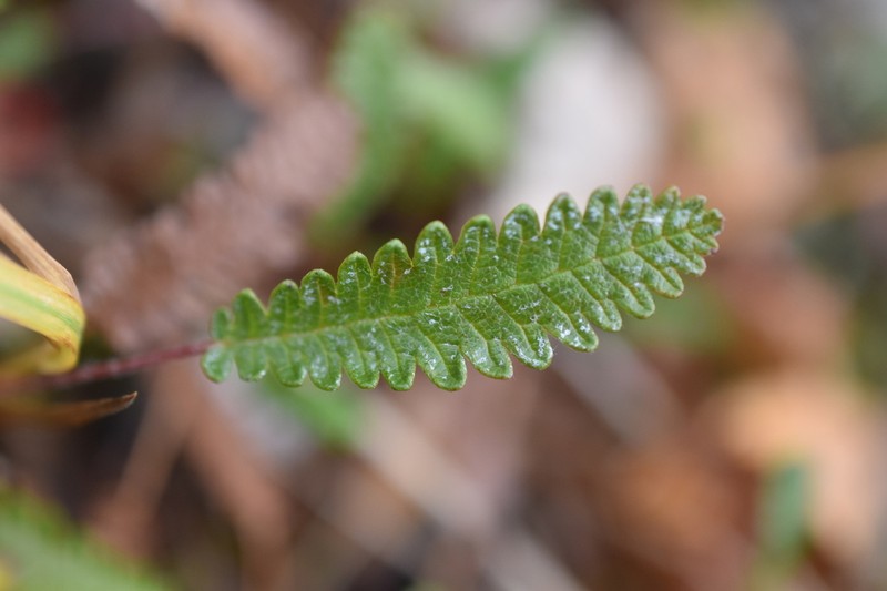 Dryas alaskensis photo 6
