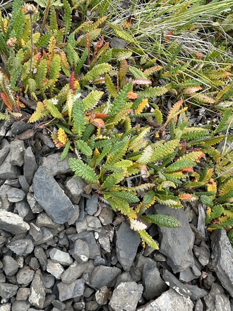 Dryas alaskensis photo 7