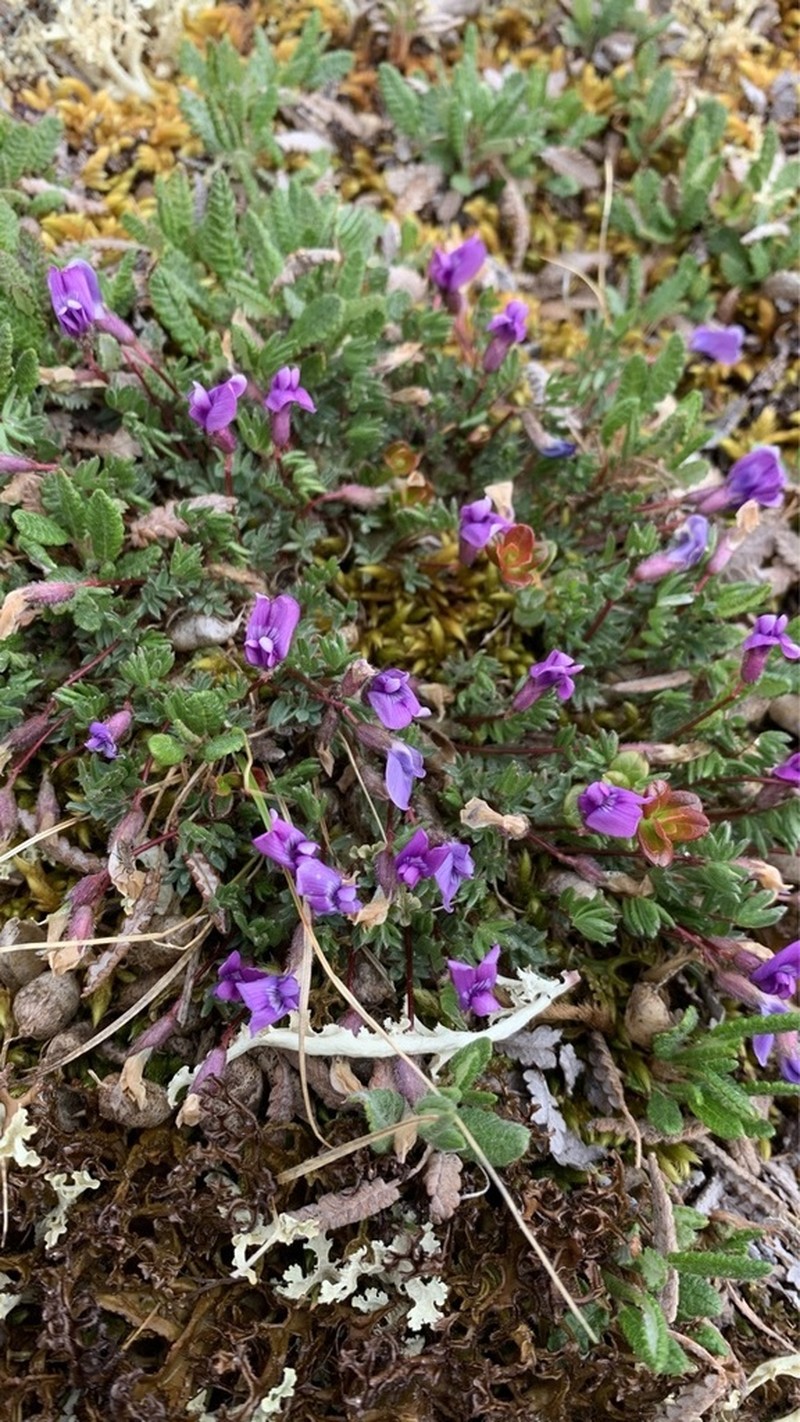 Dryas alaskensis photo 8