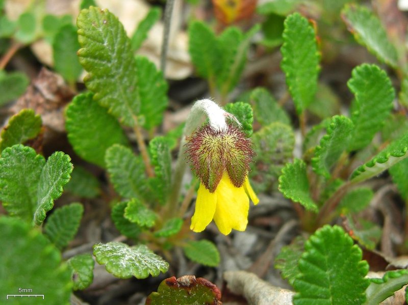Drummond's Mountain-Avens