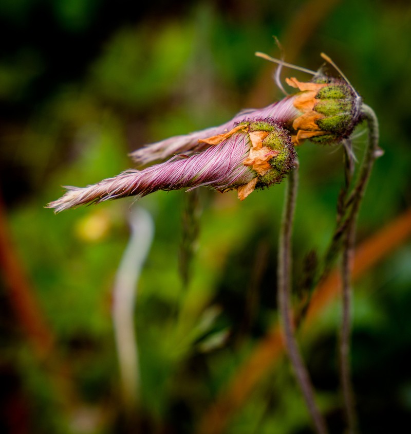 Drummond's Mountain-Avens