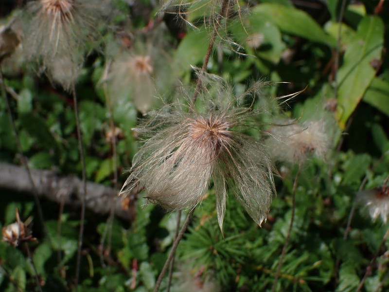 Drummond's Mountain-Avens photo 2