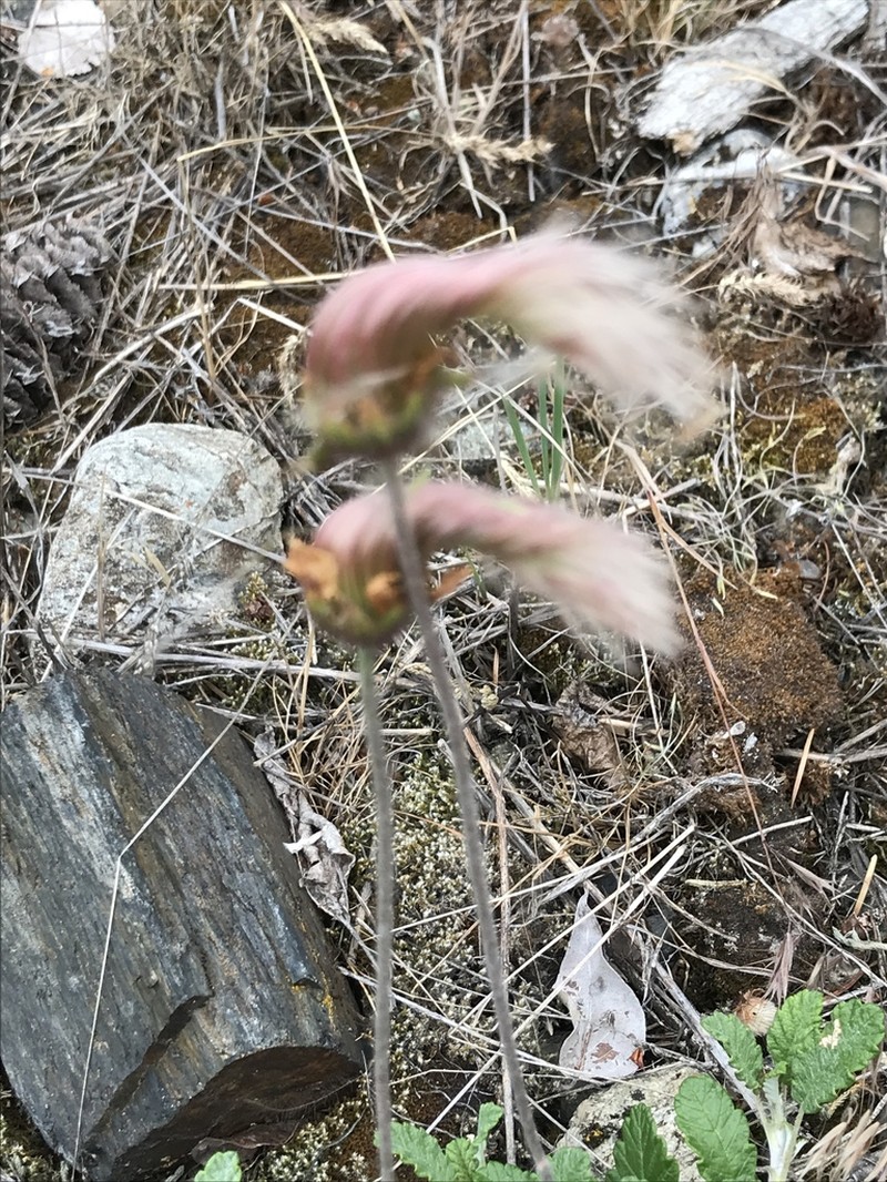 Drummond's Mountain-Avens photo 3