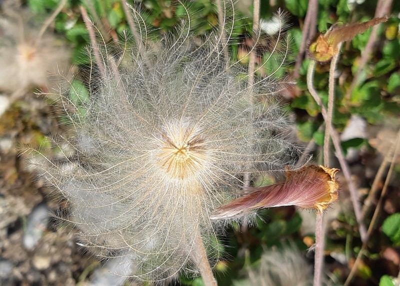Drummond's Mountain-Avens photo 4