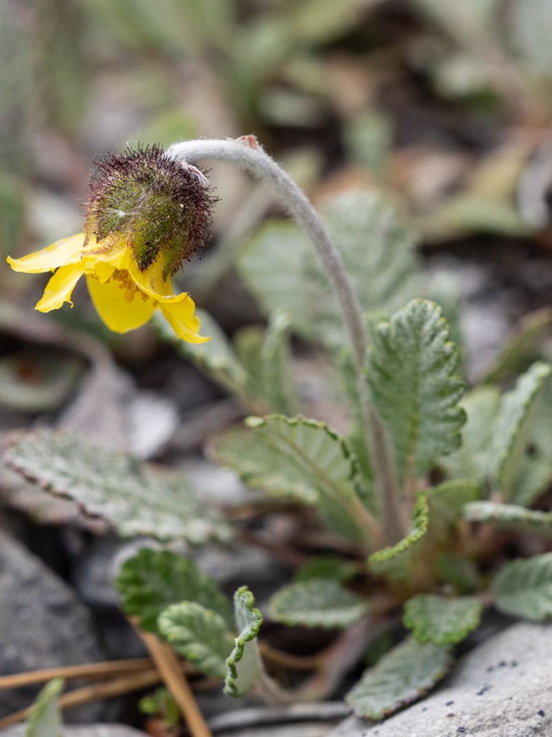 Drummond's Mountain-Avens photo 5