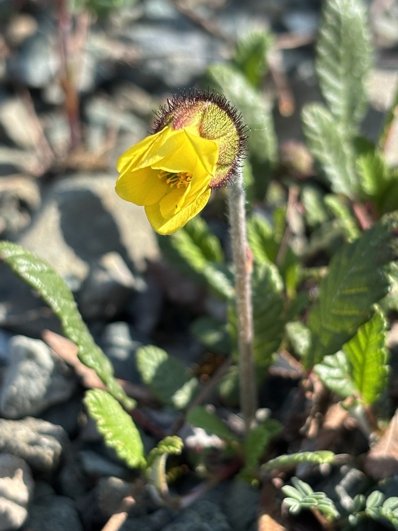 Drummond's Mountain-Avens photo 6