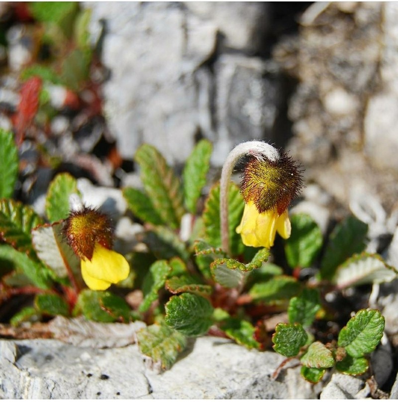 Drummond's Mountain-Avens photo 7