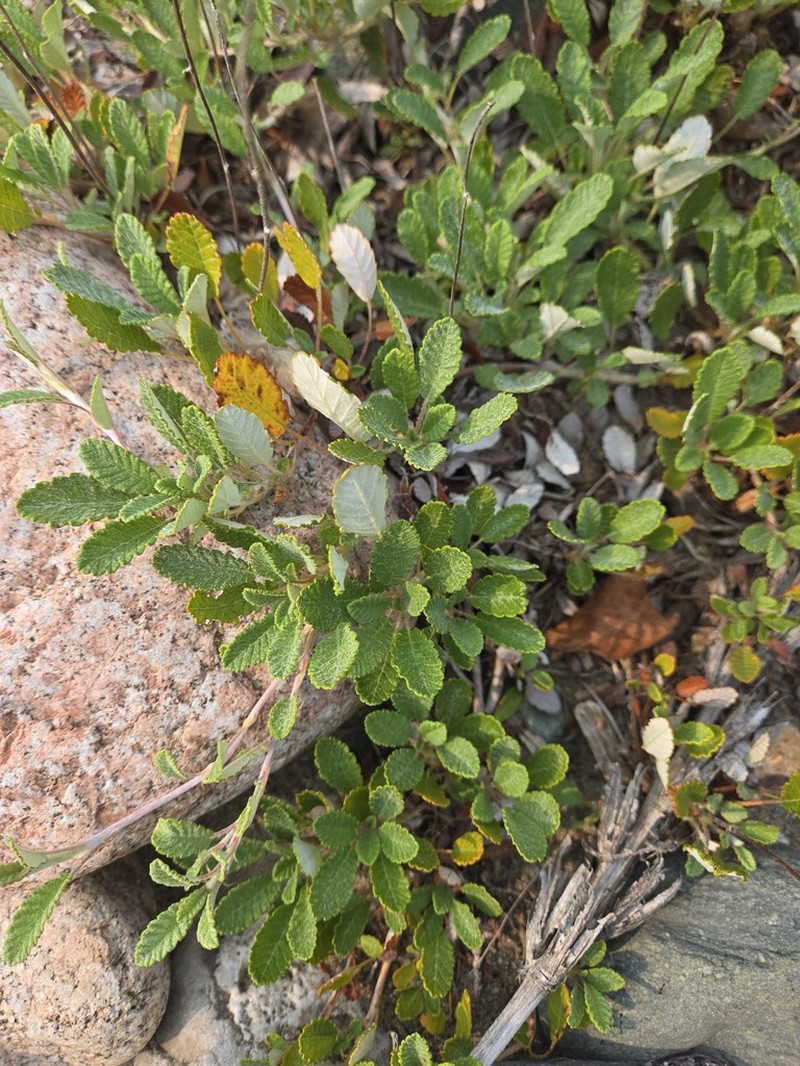 Drummond's Mountain-Avens photo 8