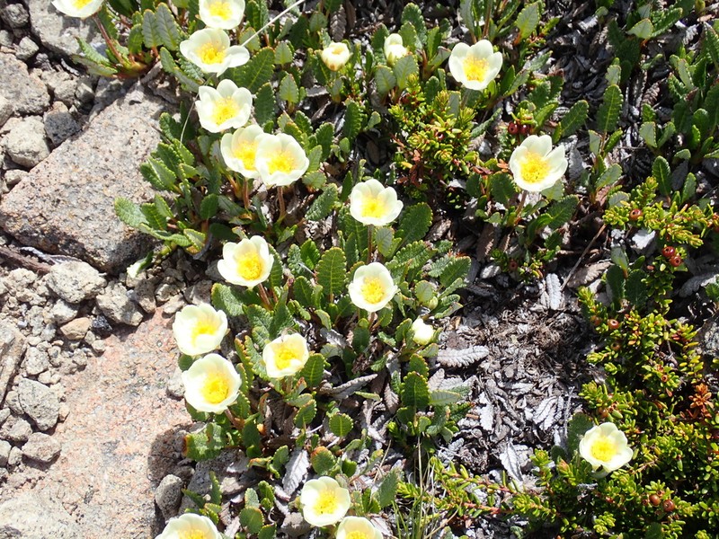 Dryas hookeriana