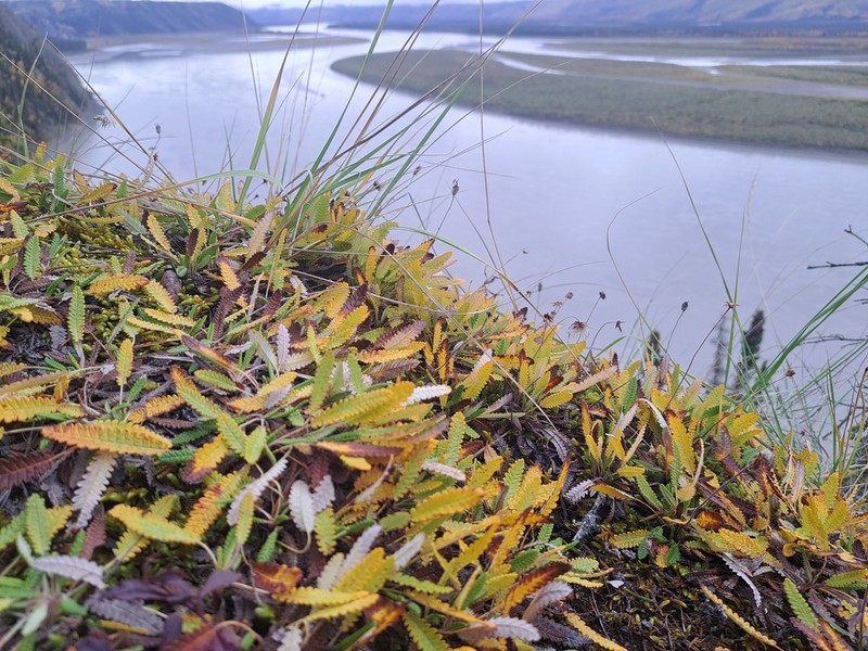 Dryas hookeriana photo 2