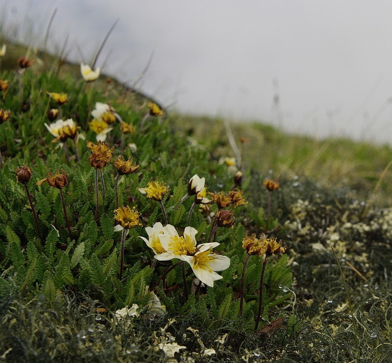 Dryas hookeriana photo 3