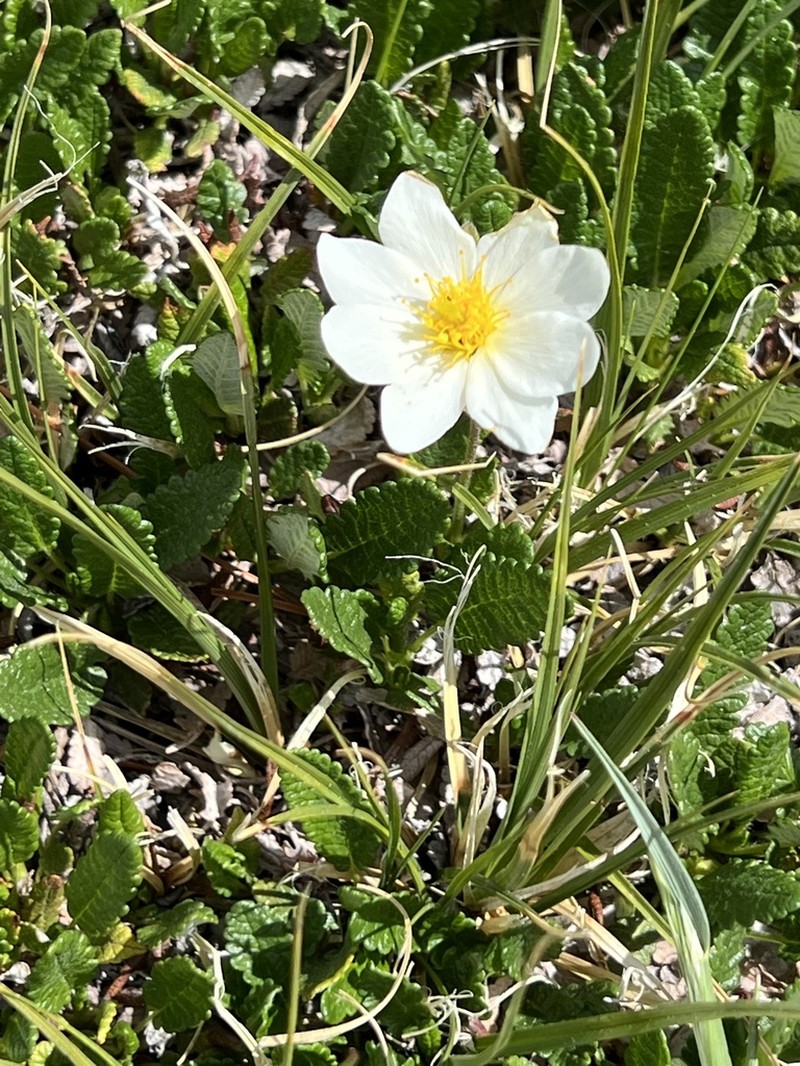 Dryas hookeriana photo 5