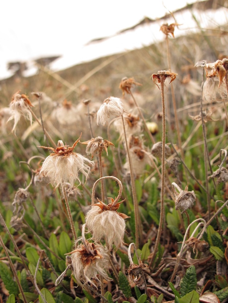 Dryas hookeriana photo 6