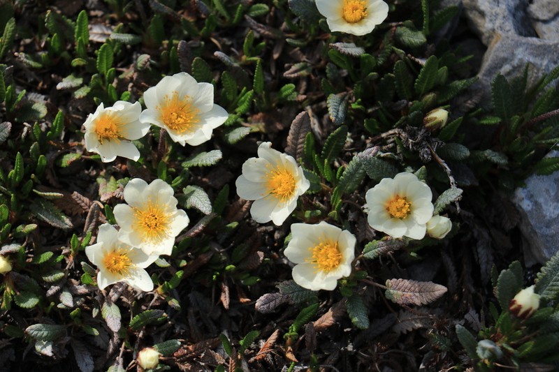 Dryas hookeriana photo 7